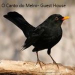 O Canto do Melro Guest House